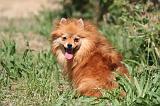 SPITZ ALLEMAND 466